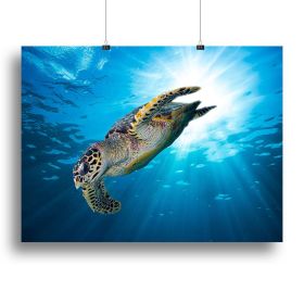 Turtle dive Canvas Print or Poster (type: Poster Print, size: 24" x 16" / 60cm x 40cm (approx))